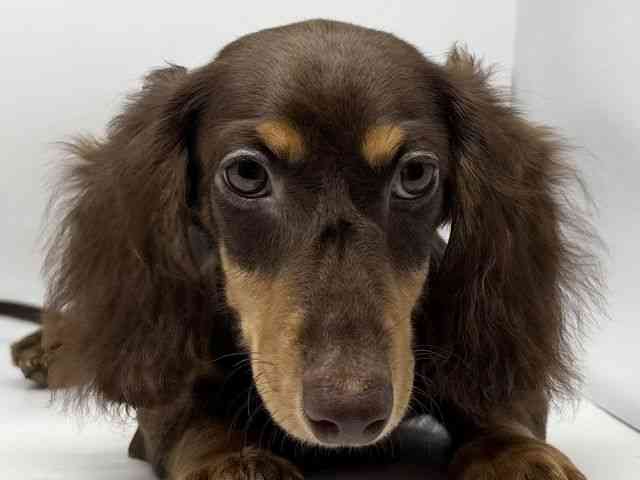 徳島県のミニチュアダックスフンド(ロング) (ひごペットフレンドリーゆめタウン徳島店/2025年5月30日生まれ/男の子/チョコレートタン)の子犬の1枚目の画像