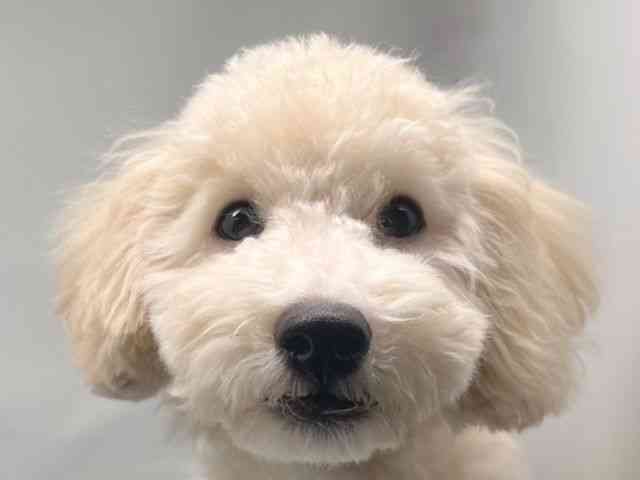 京都府のトイプードル(トイ) (ひごペットフレンドリー洛北阪急スクエア店/2025年6月1日生まれ/男の子/クリーム)の子犬の1枚目の画像