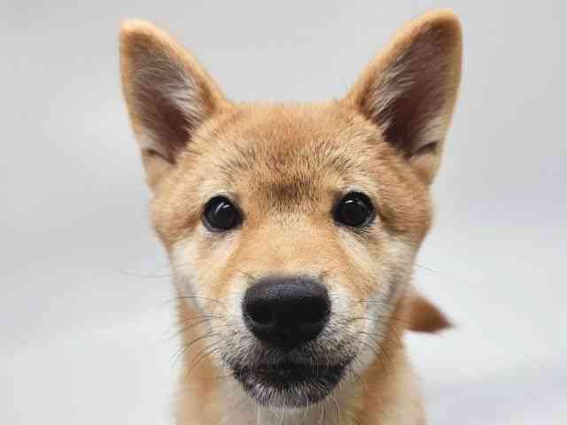 大阪府のハーフ犬・ミックス犬 (ひごペットフレンドリー泉ヶ丘店/2025年5月31日生まれ/女の子/赤)の子犬の1枚目の画像