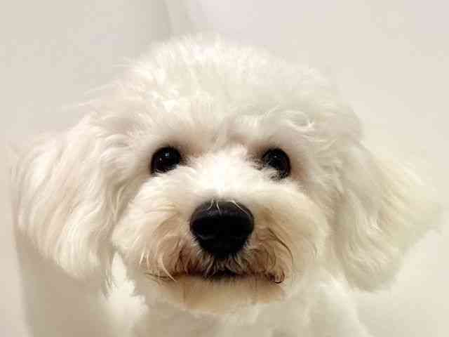 奈良県のビションフリーゼ (ひごペットフレンドリー奈良パワーシティ店/2025年5月28日生まれ/男の子/ホワイト)の子犬の1枚目の画像