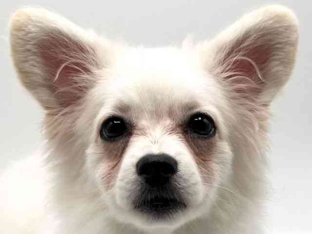 京都府のハーフ犬・ミックス犬 (ひごペットフレンドリーイオンモール高の原店/2025年6月4日生まれ/男の子/クリーム)の子犬の1枚目の画像