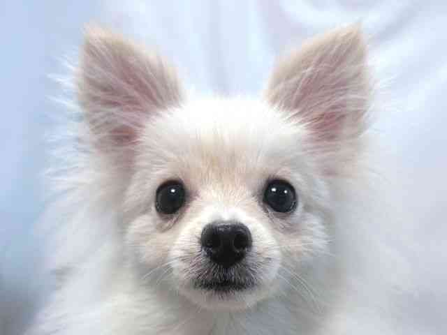 大阪府のポメラニアン (ひごペットフレンドリー堺プラットプラット店/2025年6月2日生まれ/男の子/クリーム)の子犬の1枚目の画像