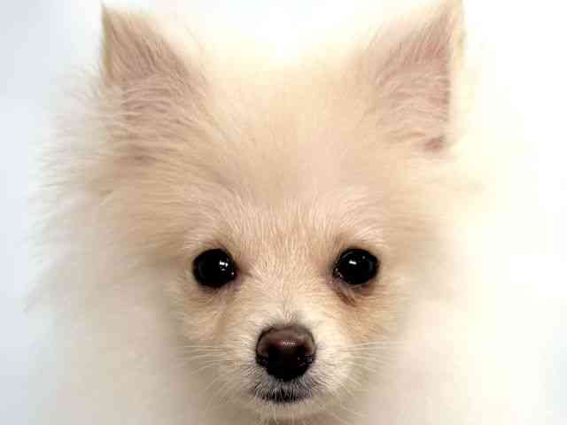 大阪府のポメラニアン (ひごペットフレンドリーイオンそよら海老江店/2025年6月2日生まれ/男の子/クリーム)の子犬の1枚目の画像