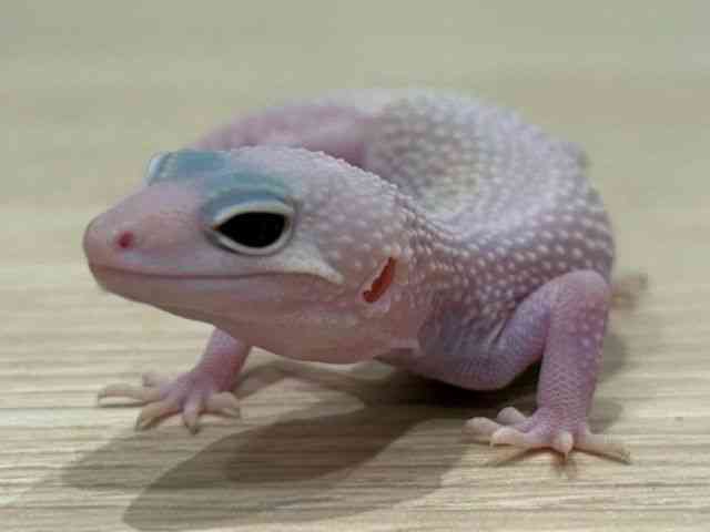 ヒョウモントカゲモドキ[ディアブロブランコソリッドアイ] | ひご