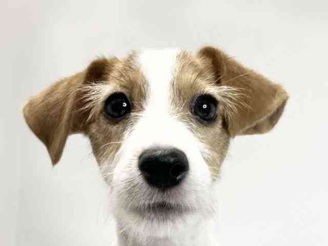 愛媛県のジャックラッセルテリア (ひごペットフレンドリーイオンモール今治新都市店/2025年6月8日生まれ/女の子/ホワイトタン)の子犬の1枚目の画像