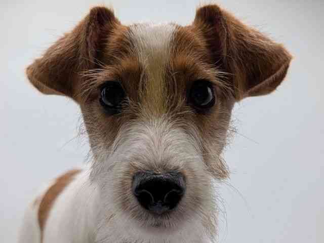 香川県のジャックラッセルテリア (ひごペットフレンドリーゆめタウン高松店/2025年6月8日生まれ/女の子/ホワイトタン)の子犬の1枚目の画像