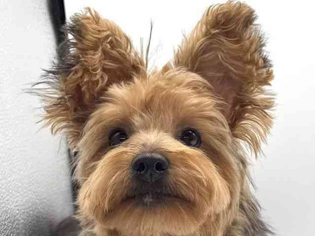 愛知県のヨープー(ヨークシャーテリア×プードル) (ひごペットフレンドリープライムツリー赤池店/2025年6月8日生まれ/男の子/スチールブルータン)の子犬の1枚目の画像