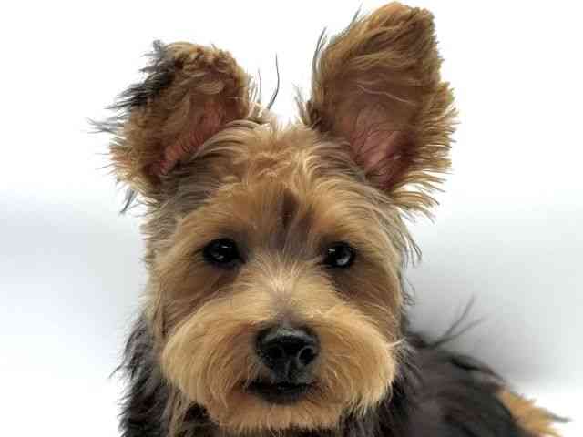 愛知県のヨープー(ヨークシャーテリア×プードル) (ひごペットフレンドリープライムツリー赤池店/2025年6月8日生まれ/男の子/スチールブルータン)の子犬の1枚目の画像