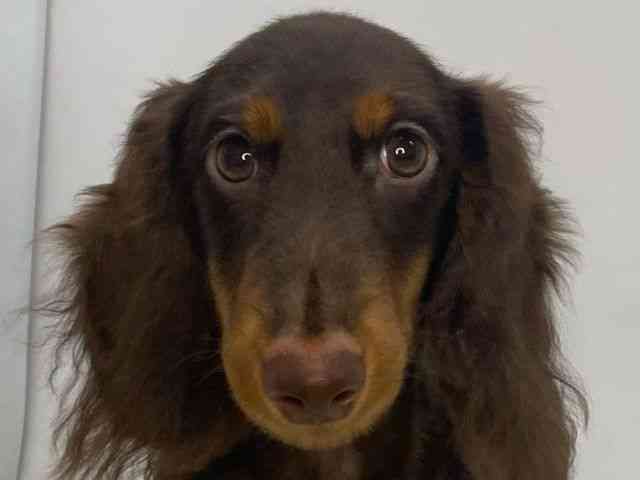 島根県のミニチュアダックスフンド(ロング) (ひごペットフレンドリーイオンモール出雲店/2025年6月6日生まれ/男の子/チョコレートタン)の子犬の1枚目の画像