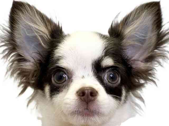 愛媛県のチワワ(ロング) (ひごペットフレンドリーエミフルMASAKI店/2025年6月6日生まれ/男の子/チョコレートタンホワイト)の子犬の1枚目の画像