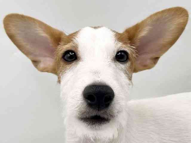 奈良県のジャックラッセルテリア (ひごペットフレンドリートナリエ大和高田店/2025年6月8日生まれ/男の子/ホワイトタン)の子犬の1枚目の画像