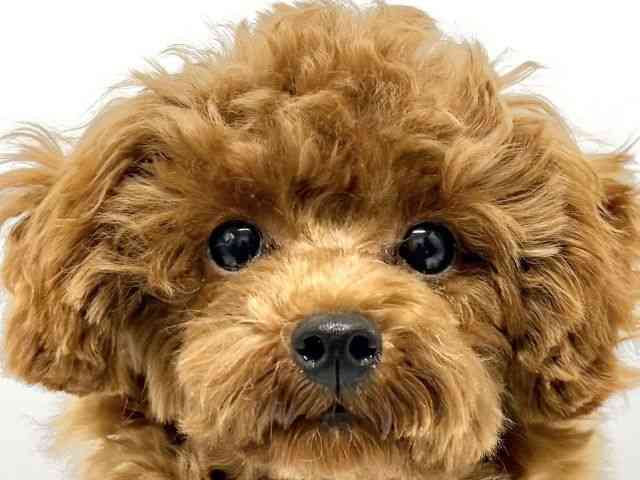 大阪府のトイプードル(トイ) (ひごペットフレンドリーイオンタウン豊中庄内店/2025年6月6日生まれ/男の子/レッドフォーン)の子犬の1枚目の画像