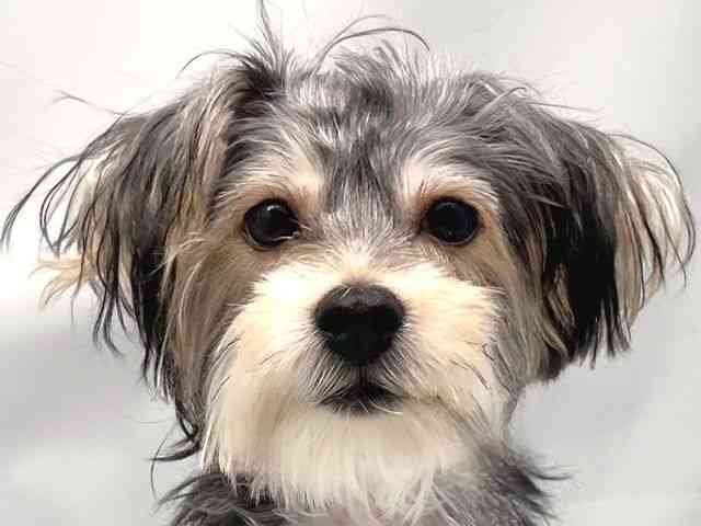 京都府のハーフ犬・ミックス犬 (ひごペットフレンドリー洛北阪急スクエア店/2025年6月8日生まれ/男の子/スチールブルークリーム)の子犬の1枚目の画像