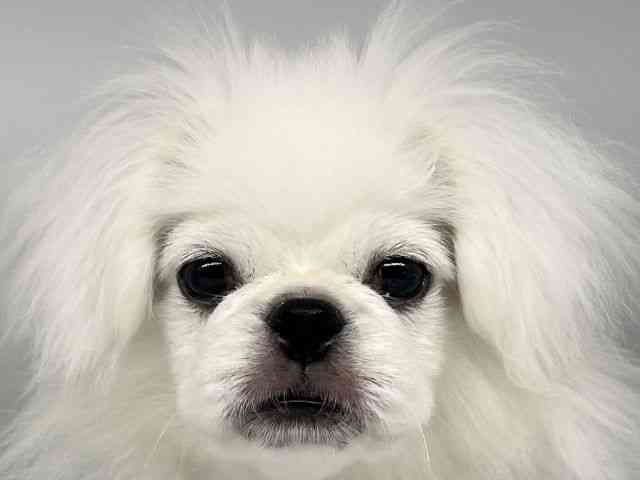 徳島県のペキニーズ (ひごペットフレンドリーゆめタウン徳島店/2025年6月8日生まれ/男の子/クリーム)の子犬の1枚目の画像