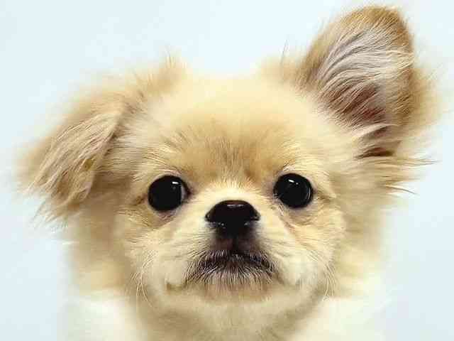 奈良県のペキポメ/ポメペキ(ペキニーズ×ポメラニアン) (ひごペットフレンドリー奈良パワーシティ店/2025年6月10日生まれ/男の子/クリーム)の子犬の1枚目の画像