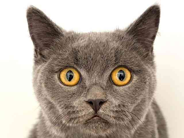 奈良県のブリティッシュショートヘアー (ひごペットフレンドリー田原本店/2025年6月4日生まれ/男の子/ブルー)の子猫の1枚目の画像