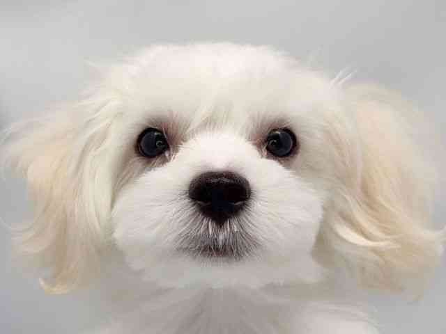 京都府のマルチーズ (ひごペットフレンドリー洛北阪急スクエア店/2025年6月10日生まれ/男の子/ホワイト)の子犬の1枚目の画像