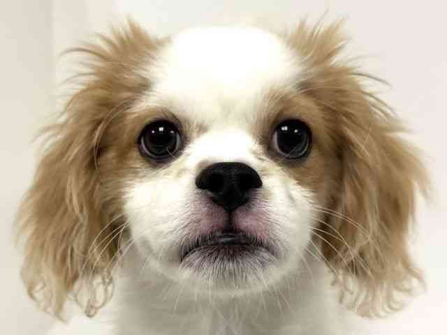 愛知県のハーフ犬・ミックス犬 (ひごペットフレンドリーヴィアモール アピタ江南西店/2025年6月11日生まれ/男の子/ホワイトレッド)の子犬の1枚目の画像