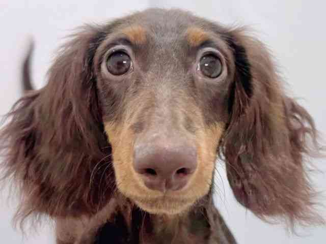 大阪府のミニチュアダックスフンド(ロング) (ひごペットフレンドリーイズミヤショッピングセンター千里丘店/2025年6月8日生まれ/男の子/チョコレートタン)の子犬の1枚目の画像