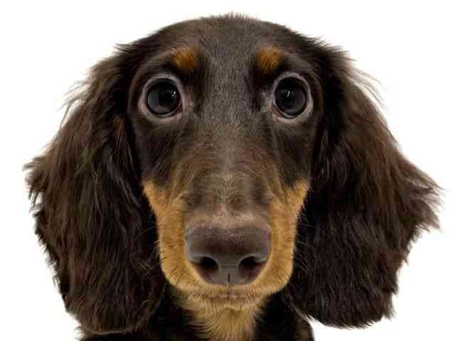 大阪府のミニチュアダックスフンド(ロング) (ひごペットフレンドリーくずはモール店/2025年6月8日生まれ/男の子/チョコレートタン)の子犬の1枚目の画像