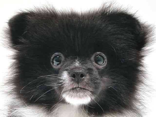 大阪府のペキポメ/ポメペキ(ペキニーズ×ポメラニアン) (ひごペットフレンドリーベルファⅡ都島店/2025年6月14日生まれ/女の子/ブラックホワイト)の子犬の1枚目の画像