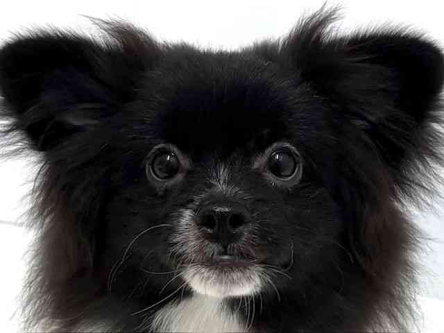 大阪府のペキポメ/ポメペキ(ペキニーズ×ポメラニアン) (ひごペットフレンドリーベルファⅡ都島店/2025年6月14日生まれ/女の子/ブラックホワイト)の子犬の1枚目の画像