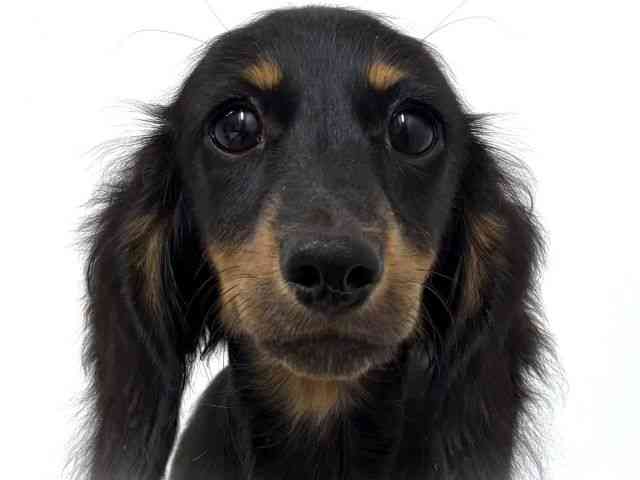 大阪府のミニチュアダックスフンド(ロング) (ひごペットフレンドリーベルファⅡ都島店/2025年6月14日生まれ/女の子/ブラックタン)の子犬の1枚目の画像