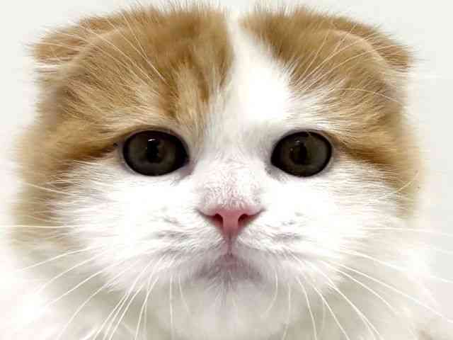 大阪府のスコティッシュフォールド (ひごペットフレンドリーイオン高槻店/2025年6月14日生まれ/女の子/レッドホワイト)の子猫の1枚目の画像