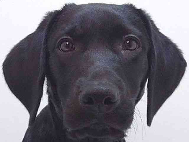 大阪府のラブラドールレトリーバー (ひごペットフレンドリーいこらもーる泉佐野店/2025年6月13日生まれ/男の子/ブラック)の子犬の1枚目の画像