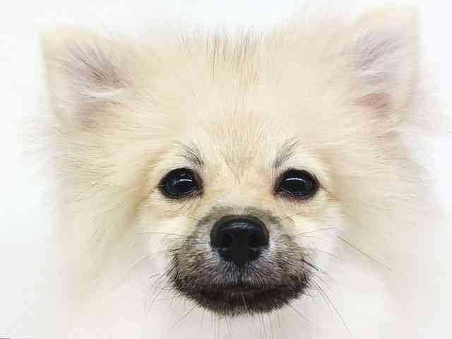 大阪府のポメラニアン (ひごペットフレンドリー泉ヶ丘店/2025年6月9日生まれ/男の子/ウルフセーブル)の子犬の1枚目の画像