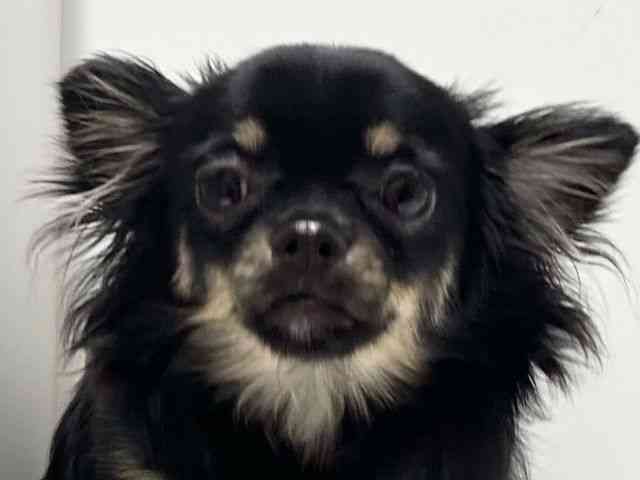 愛知県のチワワ(ロング) (ひごペットフレンドリーららぽーと名古屋みなとアクルス店/2025年6月15日生まれ/女の子/ブラックタン)の子犬の1枚目の画像