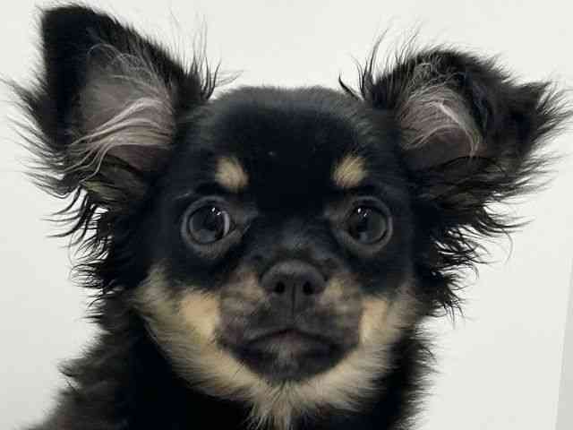 愛知県のチワワ(ロング) (ひごペットフレンドリーららぽーと名古屋みなとアクルス店/2025年6月15日生まれ/女の子/ブラックタン)の子犬の1枚目の画像