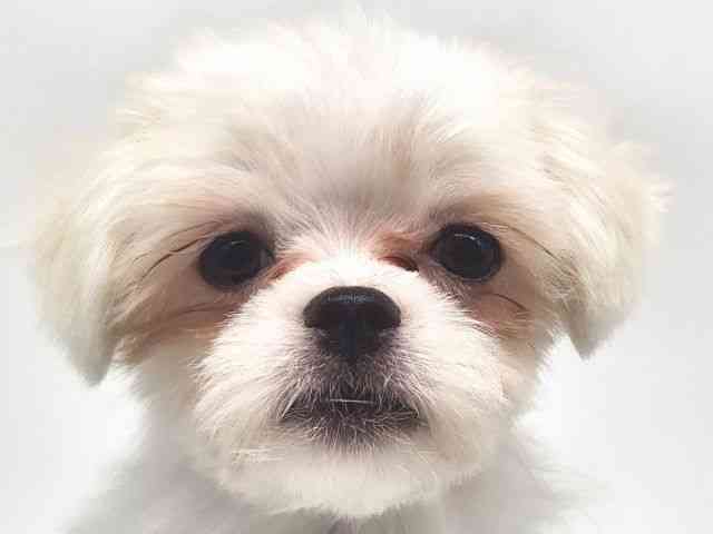 大阪府のチワマル/マルチワ(チワワ×マルチーズ) (ひごペットフレンドリー泉ヶ丘店/2025年6月14日生まれ/男の子/ホワイト)の子犬の1枚目の画像