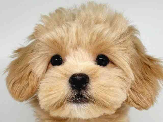 大阪府のペキプー(ペキニーズ×プードル) (ひごペットフレンドリー瓜破店/2025年6月15日生まれ/男の子/アプリコット)の子犬の1枚目の画像