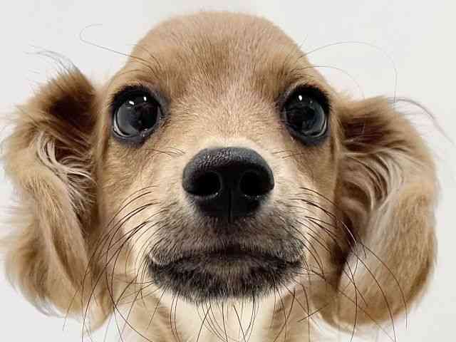 奈良県のハーフ犬・ミックス犬 (ひごペットフレンドリーイオンモール橿原ウエスト・ビレッジ店/2025年6月14日生まれ/男の子/レッド)の子犬の1枚目の画像