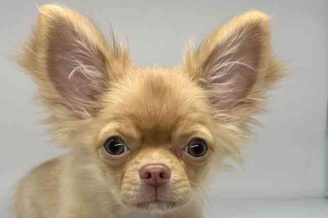 徳島県のチワワ(ロング) (ひごペットフレンドリーゆめタウン徳島店/2025年6月15日生まれ/男の子/チョコレートフォーン)の子犬の1枚目の画像