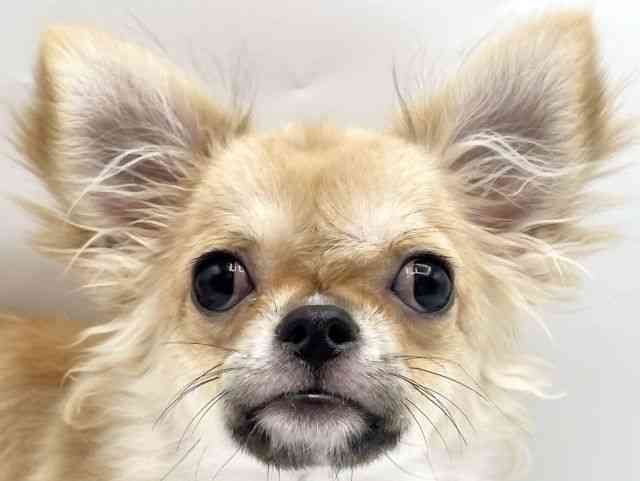 奈良県のチワワ(ロング) (ひごペットフレンドリートナリエ大和高田店/2025年6月14日生まれ/男の子/フォーン)の子犬の1枚目の画像