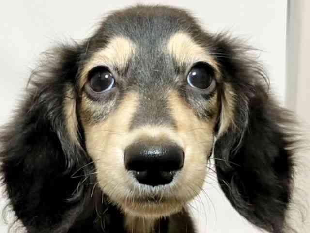 和歌山県のミニチュアダックスフンド(ロング) (ひごペットフレンドリーパームシティ和歌山店/2025年6月14日生まれ/男の子/ブラックイエロー)の子犬の1枚目の画像