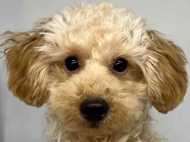 徳島県のトイプードル(トイ) (ひごペットフレンドリーゆめタウン徳島店/2025年6月8日生まれ/男の子/アプリコット)の子犬の1枚目の画像