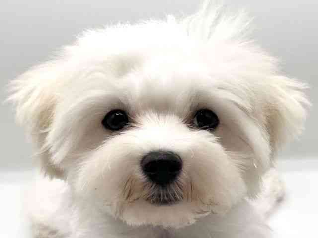 京都府のマルチーズ (ひごペットフレンドリーイオンモール高の原店/2025年6月14日生まれ/男の子/ホワイト)の子犬の1枚目の画像