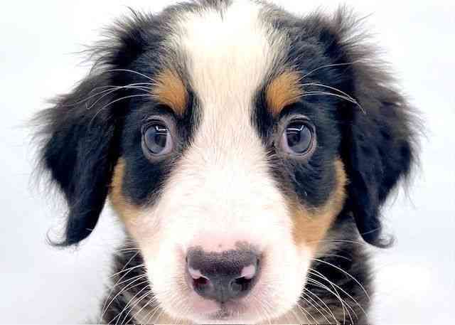 島根県のバーニーズマウンテンドッグ (ひごペットフレンドリーイオン松江ショッピングセンター店/2025年6月16日生まれ/女の子/ブラックラストホワイト)の子犬の1枚目の画像