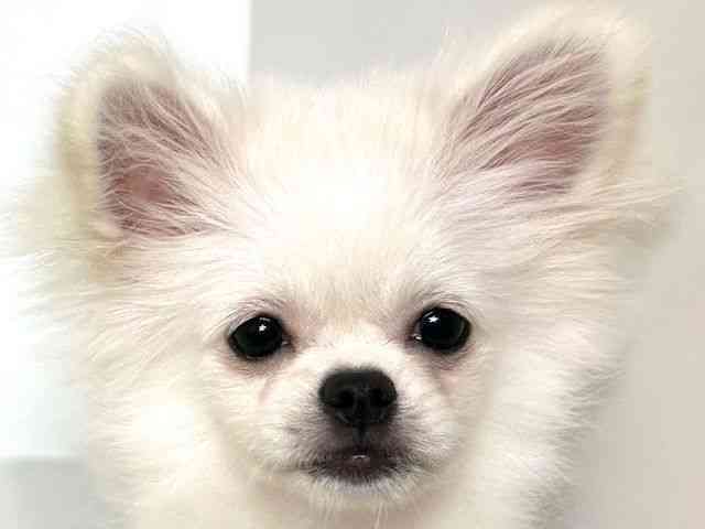 大阪府のハーフ犬・ミックス犬 (ひごペットフレンドリーアクロスプラザ住之江店/2025年6月15日生まれ/女の子/クリーム)の子犬の1枚目の画像