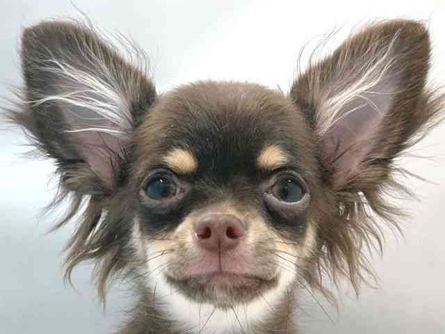 大阪府のチワワ(ロング) (ひごペットフレンドリー堺プラットプラット店/2025年6月16日生まれ/男の子/チョコレートタンホワイト)の子犬の1枚目の画像