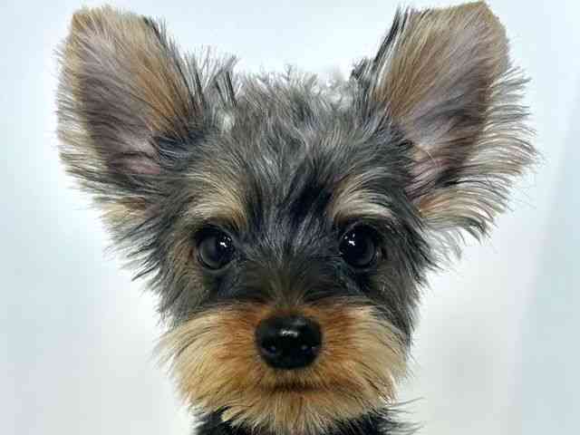 大阪府のヨークシャーテリア (ひごペットフレンドリーアクロスプラザ住之江店/2025年6月12日生まれ/男の子/スチールブルータン)の子犬の1枚目の画像