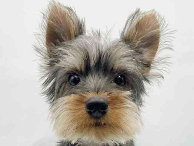 奈良県のヨークシャーテリア (ひごペットフレンドリートナリエ大和高田店/2025年6月12日生まれ/男の子/スチールブルータン)の子犬の1枚目の画像