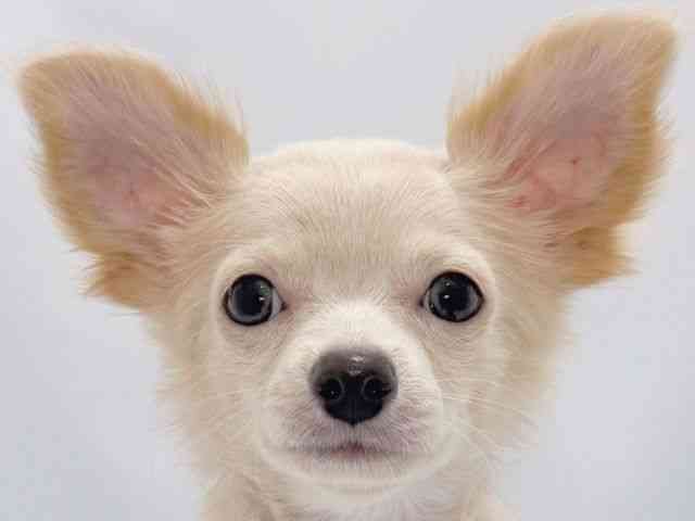 大阪府のチワワ(ロング) (ひごペットフレンドリーイズミヤショッピングセンター千里丘店/2025年6月17日生まれ/男の子/クリーム)の子犬の1枚目の画像