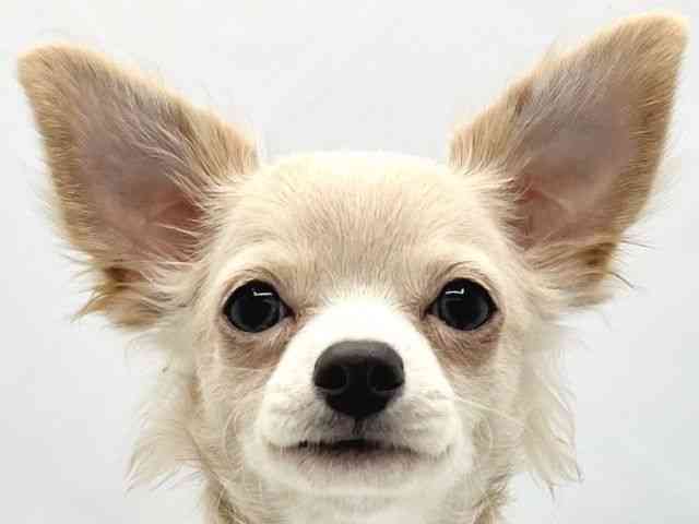 大阪府のチワワ(ロング) (ひごペットフレンドリーイトーヨーカドー津久野店/2025年6月17日生まれ/男の子/クリーム)の子犬の1枚目の画像