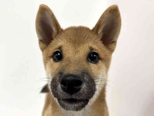 愛知県の柴犬(標準サイズ) (ひごペットフレンドリーイトーヨーカドー知多店/2025年6月18日生まれ/男の子/赤)の子犬の1枚目の画像