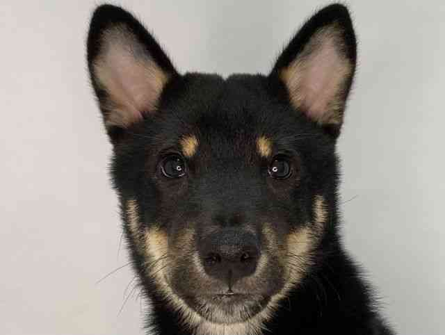 島根県の柴犬(標準サイズ) (ひごペットフレンドリーイオンモール出雲店/2025年6月18日生まれ/男の子/黒)の子犬の1枚目の画像