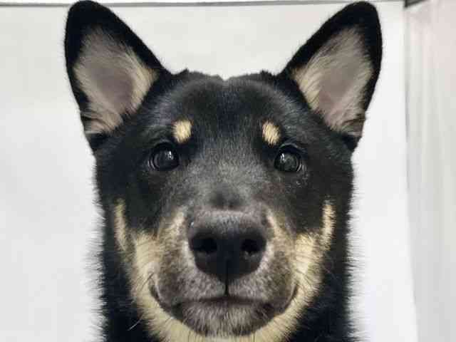 高知県の柴犬(標準サイズ) (ひごペットフレンドリーイオンモール高知店/2025年6月18日生まれ/男の子/黒)の子犬の1枚目の画像